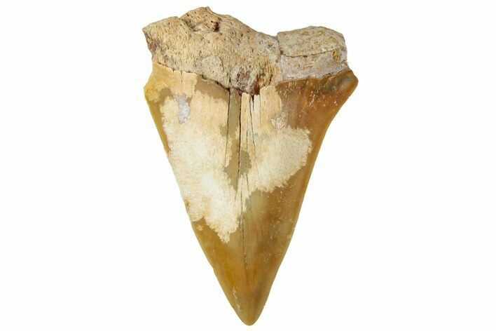 Fossil Mako Shark Tooth - Dakhla, Morocco #312837